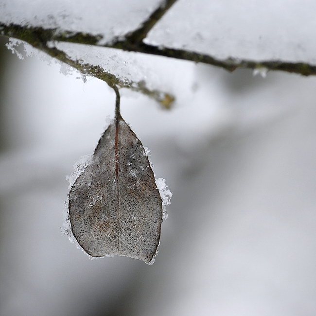 Blatt Winter_DSC1284 Kopie.jpg   26.04.jpg